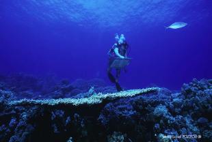 Peinure en imersion de Malvina, sur les coraux, Photo de Pozzoli
