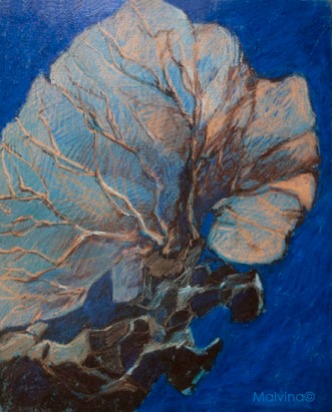 Gorgone peinte sous la Mer Rouge